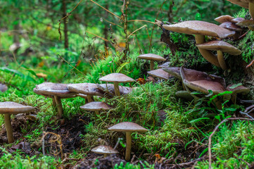 milk mushrooms on a stump. macro photo of a mushroom growing in the forest with a blurred background. screensaver. free space. close-up.