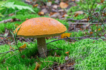 mushroom boletus. macro photo of a mushroom growing in the forest in green moss sphagnum. blurred background. screensaver. free space. close-up.