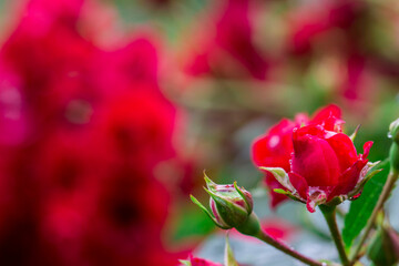 Obraz premium delicate rose flower with raindrops or dew. on a blurred background with bokeh. colorful macro photo of a flower. screensaver. free space. close-up.