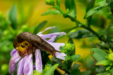 Chrysanthemum purple, garden with raindrops or dew. on a blurred background with bokeh. macro flower photo. screensaver. free space. close-up.