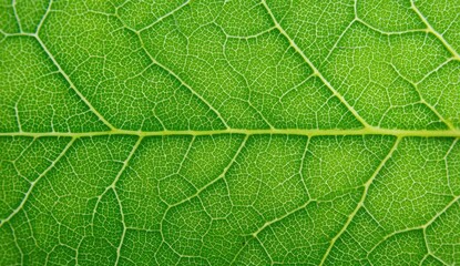 Close-up view of a vibrant green leaf's intricate vein structure (1)