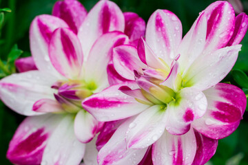 dahlia flower with raindrops or dew. on a blurred background with bokeh. macro photo of a flower. screensaver. free space.