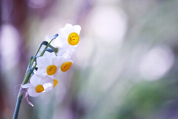 美しい背景と白い水仙の花