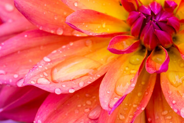 Obraz premium a red and yellow dahlia flower with raindrops or dew. on a blurred background with bokeh. a macro photo of a flower. a screensaver. free space.