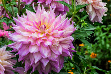 Obraz premium dahlia flower on a blurred background with bokeh. macro photo of a flower. screensaver. free space. colorful and juicy image of a flower.