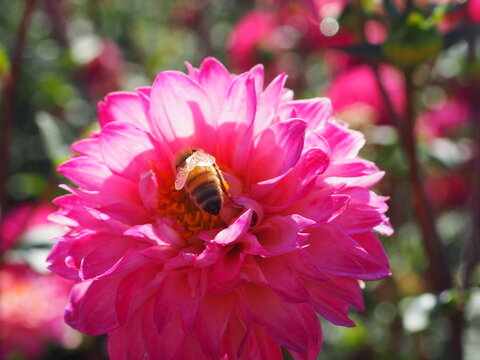 Dahlia Field - Powered by Adobe