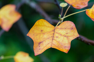 dewdrops on a yellowed leaf. empty space. background. creative material. close-up.
