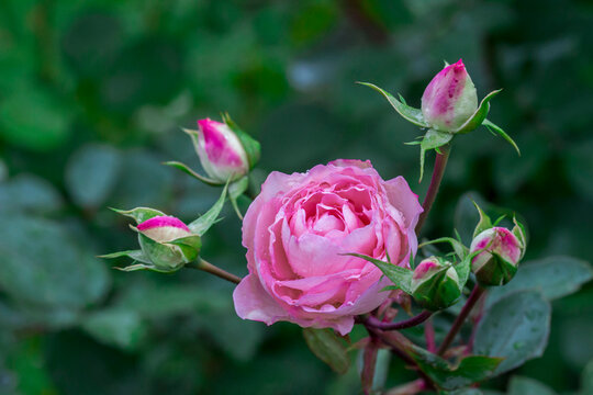 a rose with raindrops or dew. on a blurred background with bokeh. a colorful macro photo of a flower. a screensaver. free space. a close-up
