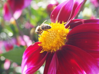 Dahlia Field
