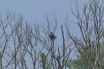 Young Eaglet Twins on Their Nest at Shiawassee National Wildlife Refuge, near Saginaw, Michigan.