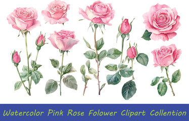 Delicate watercolor pink roses clipart collection beautiful floral elements for designs vector