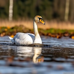 Elegant Whooper Swan Swimming in Calm Water.