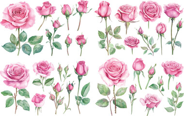 Beautiful pink roses and buds collection for romantic floral designs and elegant decorations vector