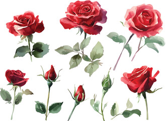 Vibrant red roses and buds watercolor collection for elegant floral designs and romantic themes vector