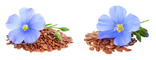 Close Up View Of Flax Flowers And Seeds Displayed On Transparent Background Showcasing The Delicate Blue Petals And Brown Seed Details
