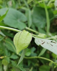 Obraz premium Close-up of unripe goldenberry growing in the garden in Mekong Delta, Vietnam.