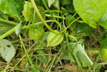 Close-up of unripe goldenberry growing in the garden in Mekong Delta, Vietnam.