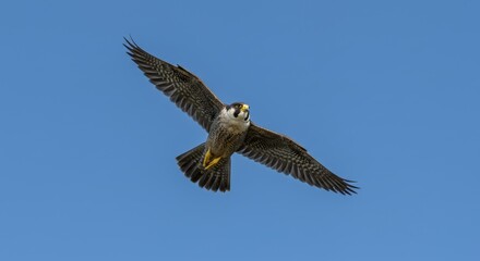 Fototapeta premium Peregrine falcon in flight against a clear sky