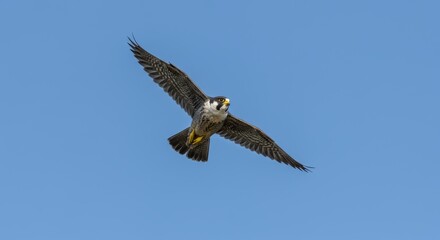 Obraz premium Peregrine falcon in flight against a clear sky