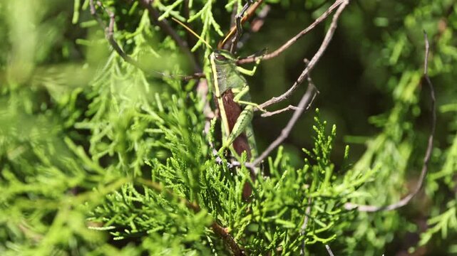 Bird grasshopper perfectly camouflaged moving in cedar leaves employing protective coloring. 