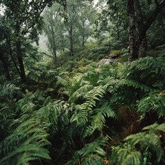 Fototapeta premium Lush ferns blanket a misty forest floor, with towering trees overhead