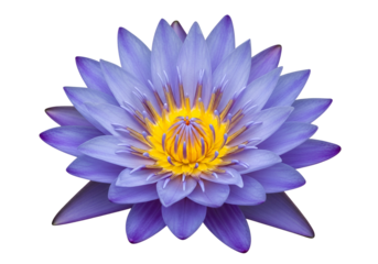 Close-up of a vibrant lavender lotus blossom, showcasing intricate details and delicate hues against a striking black backdrop.