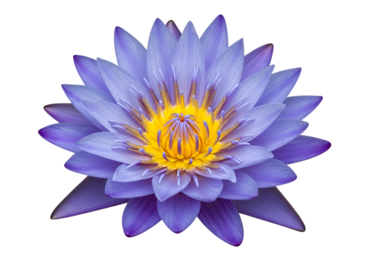 Close-up of a vibrant lavender lotus blossom, showcasing intricate details and delicate hues against a striking black backdrop.