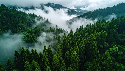 A lush, dense forest scene with mist rolling through the trees and mountains visible in the distance under a cloudy sky