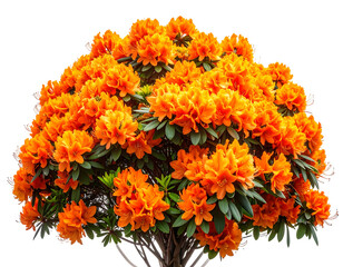 Vibrant orange azaleas in full bloom, dense cluster