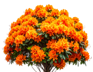 Vibrant orange azaleas in full bloom, dense cluster