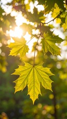 Close-up of vibrant yellow-green maple leaves bathed in sunlight