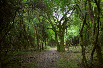 Fototapeta premium Natural scene without people, a path crosses an area of vegetation, green predominates, the leaves and branches of the trees barely allow the sky to be seen. El Palmar National Park, Argentina.