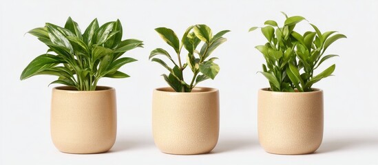 Three small houseplants in light beige pots
