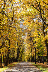 pathway in the autumn park with colorful bright trees on sunny day.