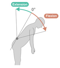 Thoracolumbar Spine and Trunk Range of Motion (ROM) Illustration