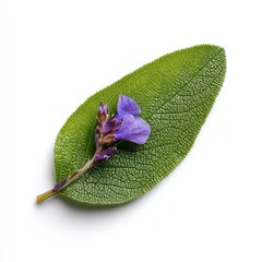 Single sage leaf with a delicate purple flower