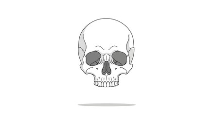 Anatomical Skull Illustration on a White Background, Useful for Medical Education, Halloween Decor, or Tattoo Design, Clean and Detailed for Clear Visual Representation.
