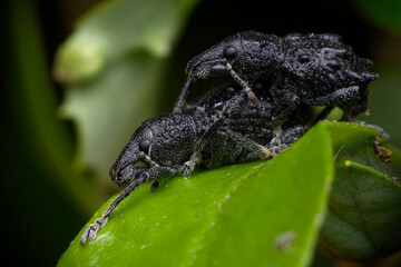 Weevils (Megalometis spinifer) mating
