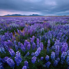 Vast field of vibrant purple lupines under a dramatic sky