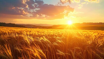 Obraz premium Golden wheat field bathed in warm sunset light, sky filled with glowing clouds. A serene countryside vista evoking peace and beauty
