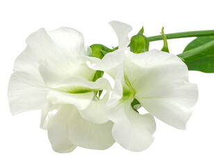 Close-up of a delicate, white pea flower