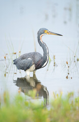 great blue heron