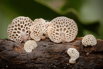 Honeycomb mushroom (Favolaschia sp) growing on a tree branch