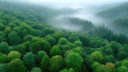 Aerial Drone Shot of Lush Tropical Green Forest with Morning Mist and Fog in Valleys with Cinematic Soft Lighting