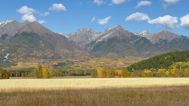 Video of scenic autumn landscape with yellow field of ripe oats and Eastern Sayan Mountains on sunny October day. Siberia, Buryatia, Baikal region, Tunka Valley nature park
