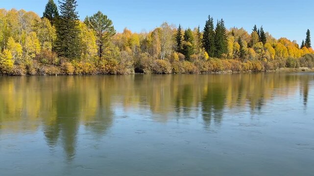 Video of Irkut River bank with bright yellowed forest reflected in calm water. Beautiful autumn landscape. Natural seasonal background. Siberia, Baikal region, Buryatia, Tunka valley nature park