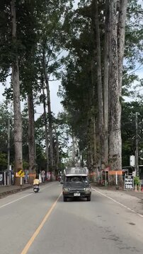 A scenic view of the road lined with Dipterocarpus trees in Chiang Mai Province, Thailand.