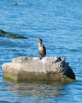 Cormorant resting on rock near water, aquatic bird species in natural habitat