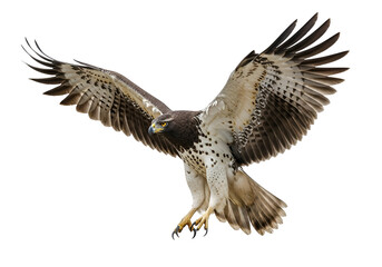 Obraz premium A captivating close-up of a bird of prey in mid-flight, showcasing intricate plumage details and powerful wingspan against a stark black backdrop.