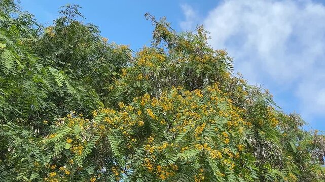 Yellow Jacaranda Tipu Tree in the wind